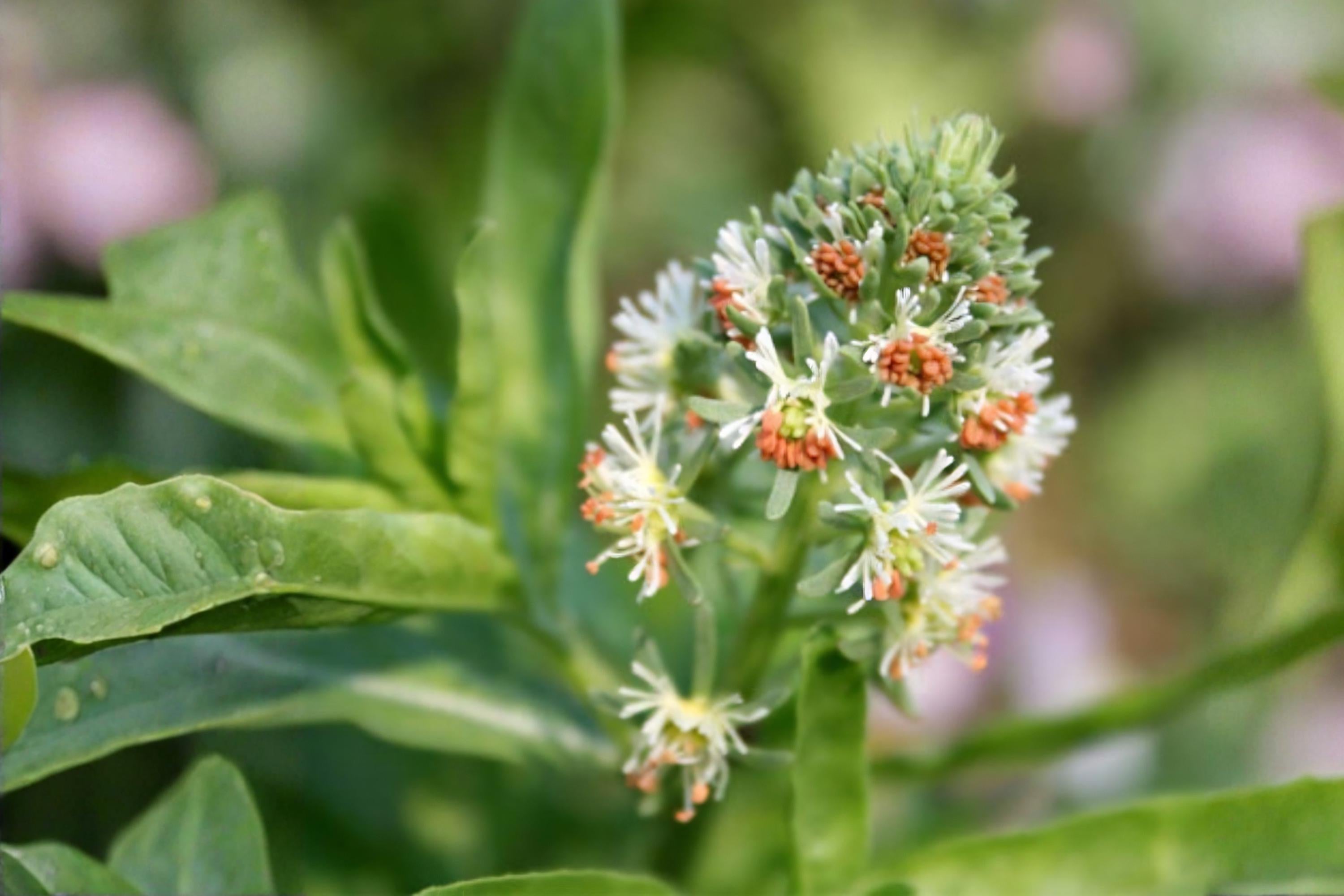 Sweet White Mignonette Seeds, Fragrant Reseda Flower, Heirloom, Reseda odorata, Cottage Garden, Pollinator-Friendly
