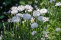 White Bachelor Button Seeds (Cornflower) 50 | Tall, Drought Tolerant, Pollinator-Friendly Annual for Gardens & Cut Flowers