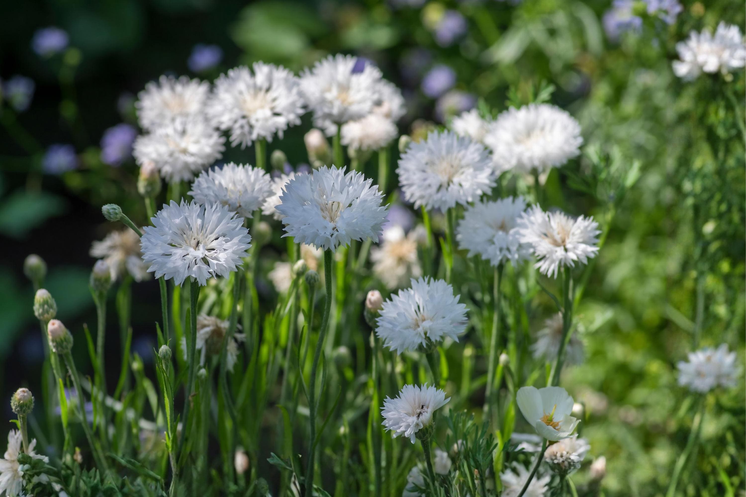 White Bachelor Button Seeds (Cornflower) 50 | Tall, Drought Tolerant, Pollinator-Friendly Annual for Gardens & Cut Flowers