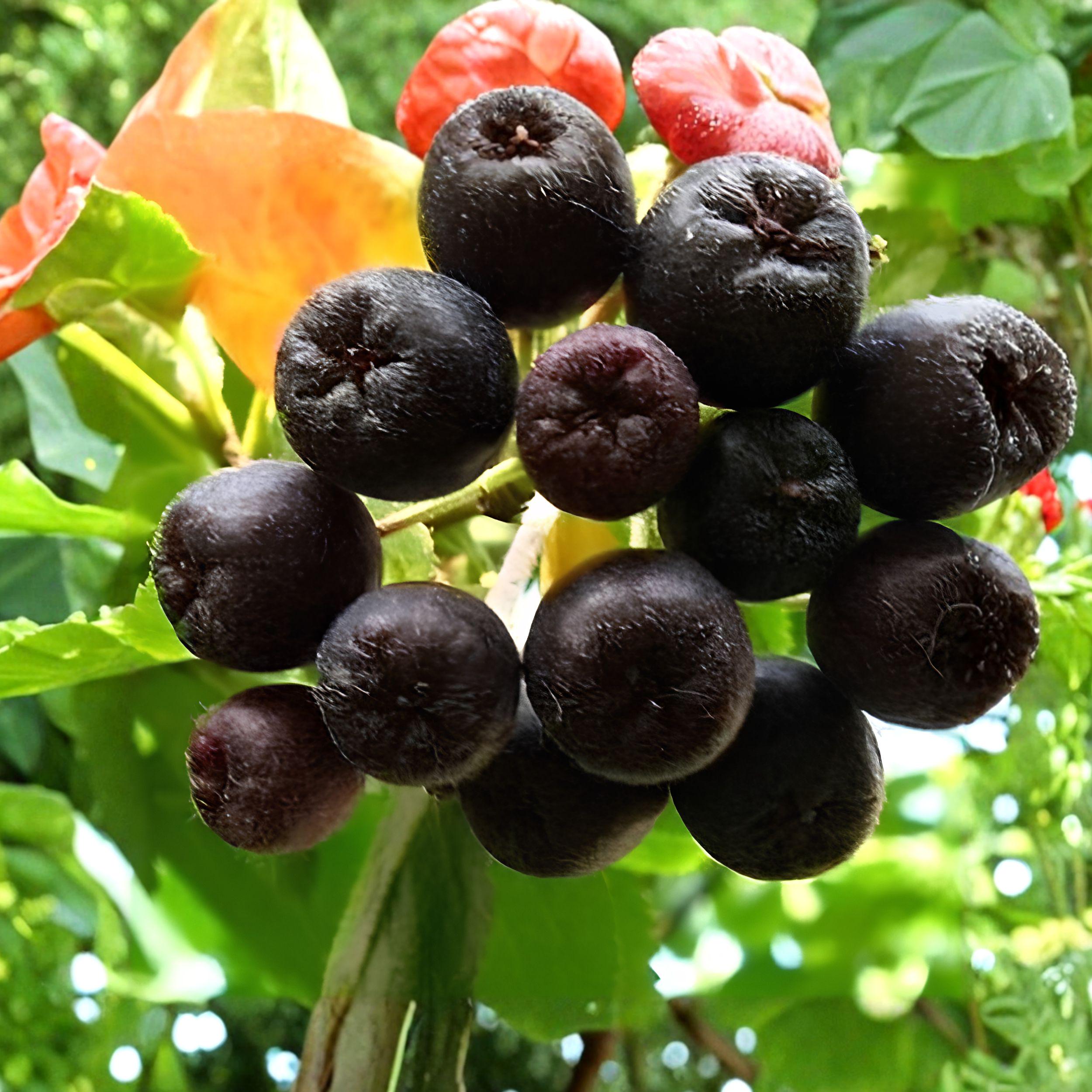 Aronia melanocarpa Black Chokeberry Cuttings 12 Pack, Fruit Shrub for Garden Growing, Unrooted Planting Material