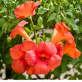 Orange Trumpet Vine Cuttings 12 Pack Climbing Flowering Vine for Garden Trellises and Fences