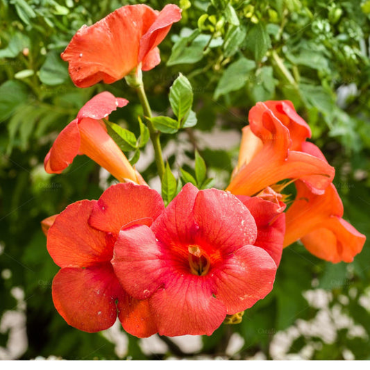 Orange Trumpet Vine Cuttings 12 Pack Climbing Flowering Vine for Garden Trellises and Fences