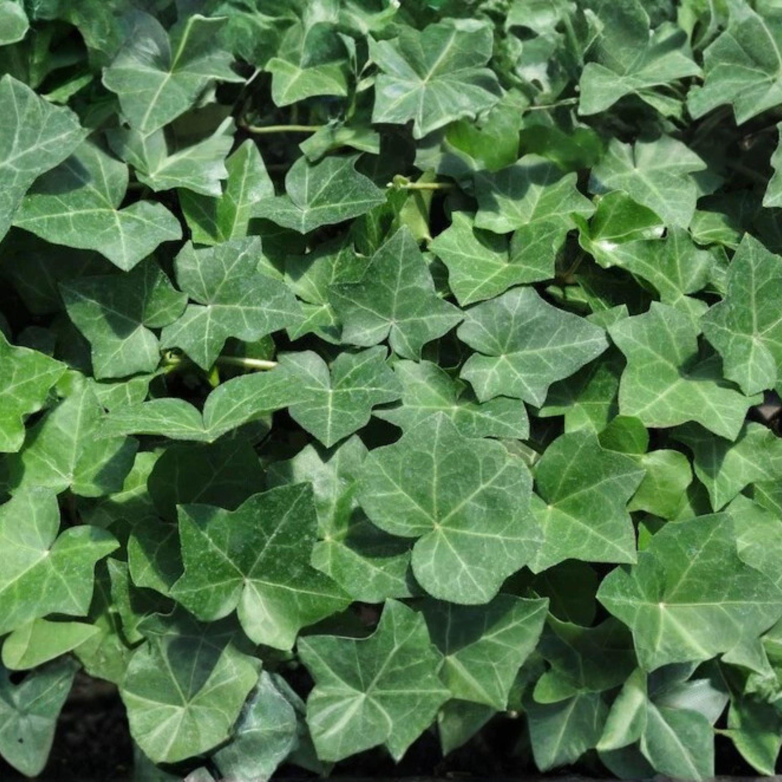 English Ivy Cuttings 20 Pack, 6 Inch Unrooted Climbing Vine, Hedera helix, Fast-Growing Trailing Plant