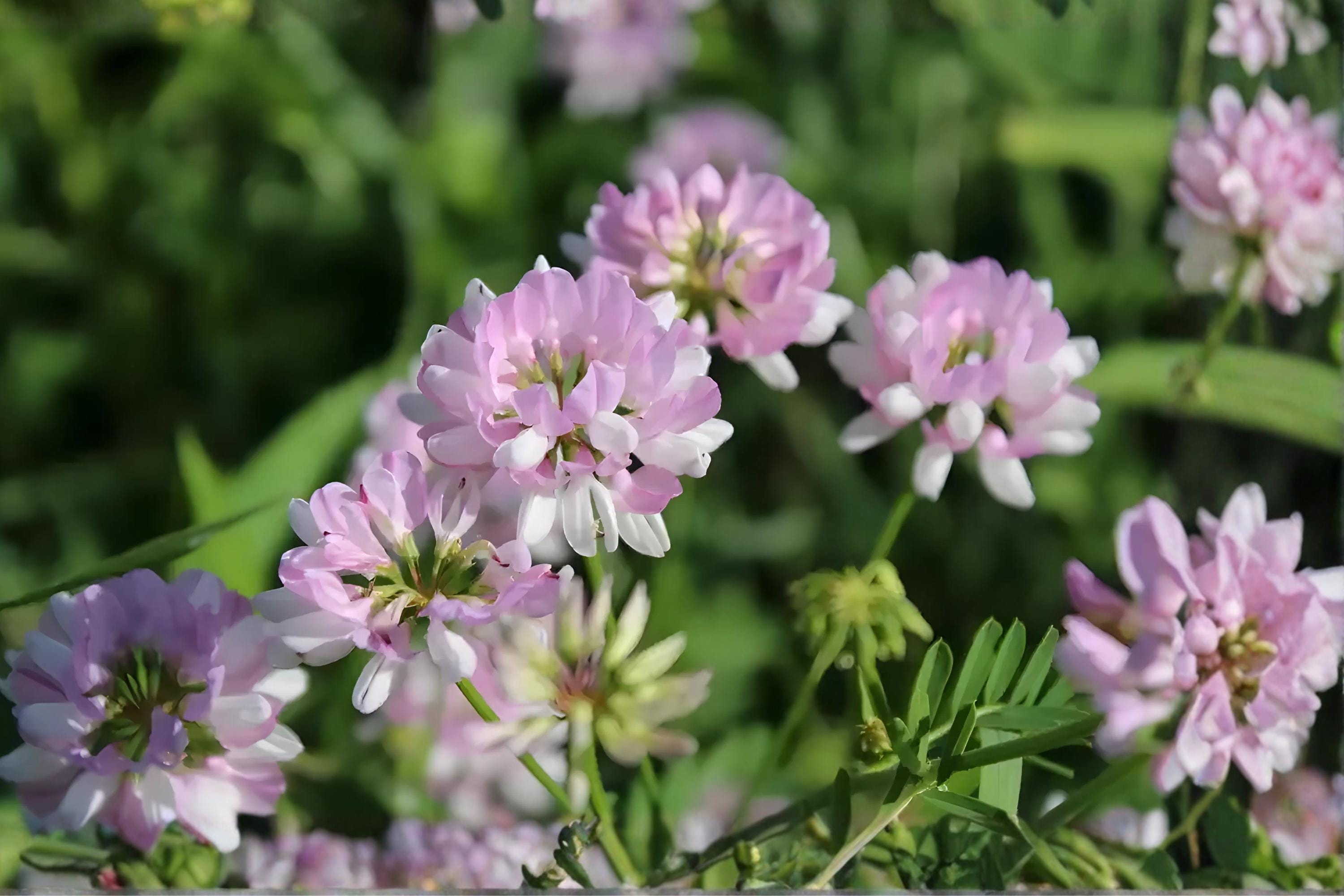 Crownvetch Seeds 30 Pack | Nitrogen Fixing Ground Cover with Pink & White Flowers | Coronilla varia for Erosion Control & Soil Improvement
