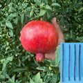 Pomegranate Cuttings 4-Pack Punica granatum ‘Wonderful’ Fruit Tree Propagation Unrooted