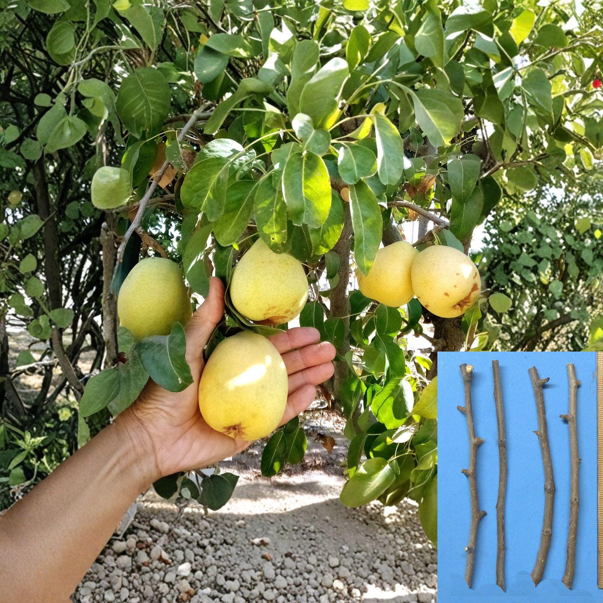 D’Anjou Pear Cutting – Unrooted Propagation Material – Pyrus communis Fruit Tree Grafting Stock
