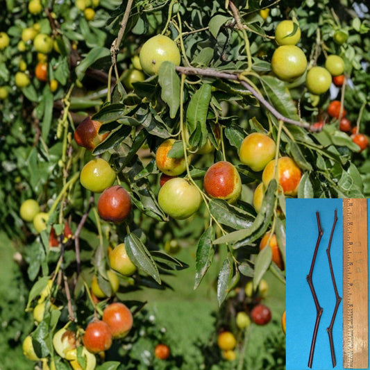 Honey Jar Jujube Cuttings – Ziziphus jujuba Grafting Material, 8-Inch Unrooted Fruit Tree Branches