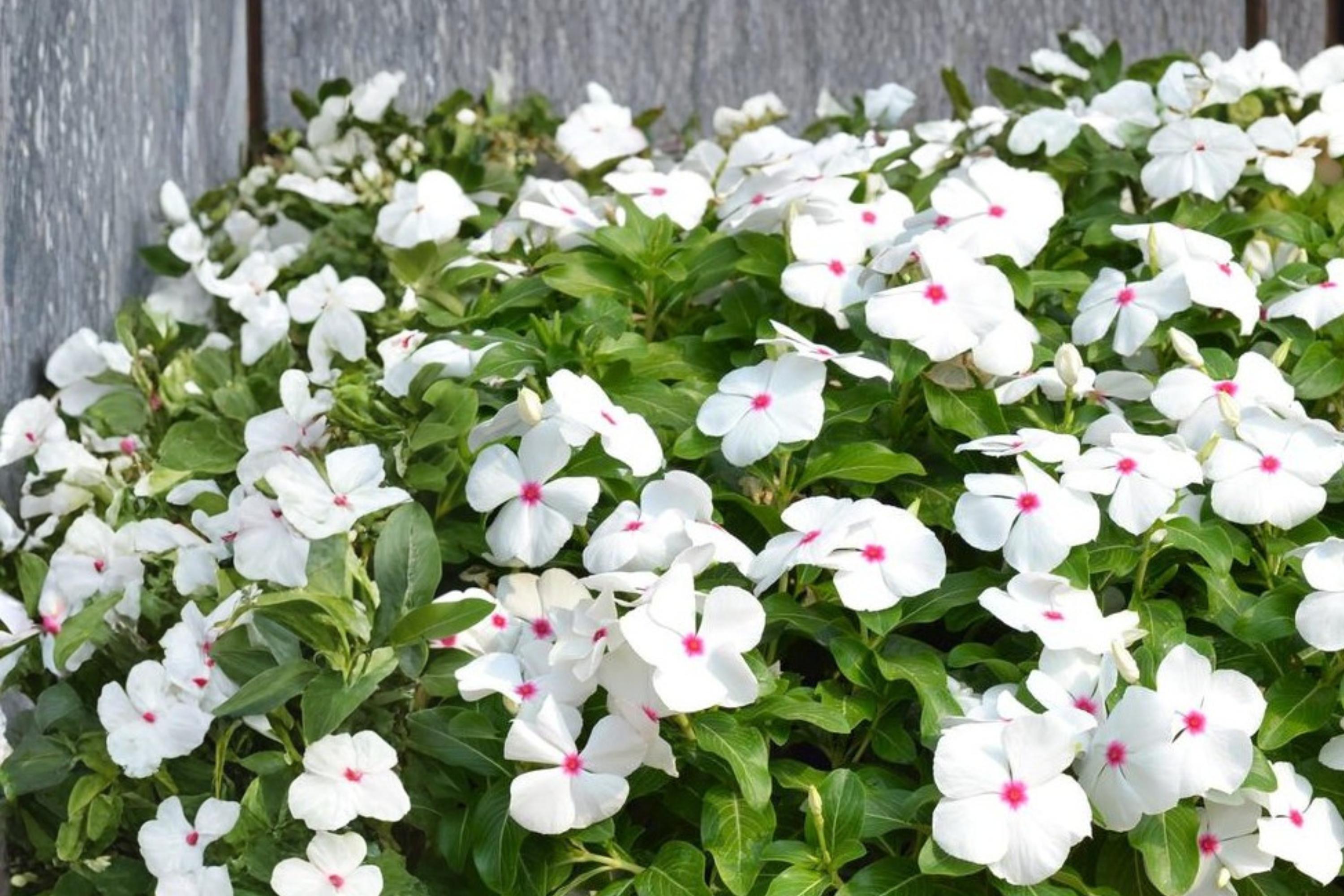 Polka Dot Vinca Seeds – Catharanthus roseus, Bicolor Annual Flower for Gardens & Containers