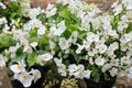 White Begonia Seeds – Begonia semperflorens, Fibrous-rooted, White blooms, Compact annual flowering plant for beds & containers