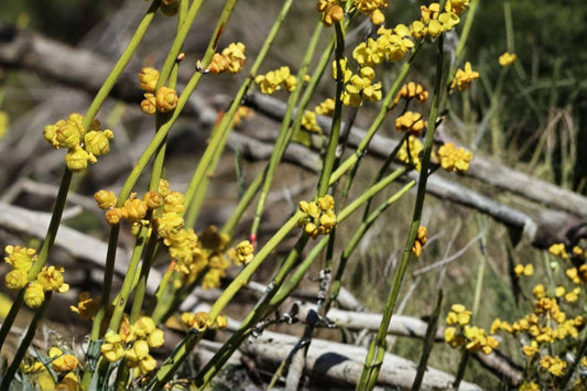 Green Ephedra Seeds – Ephedra viridis, Drought Tolerant Desert Shrub for Xeriscape and Native Plantings