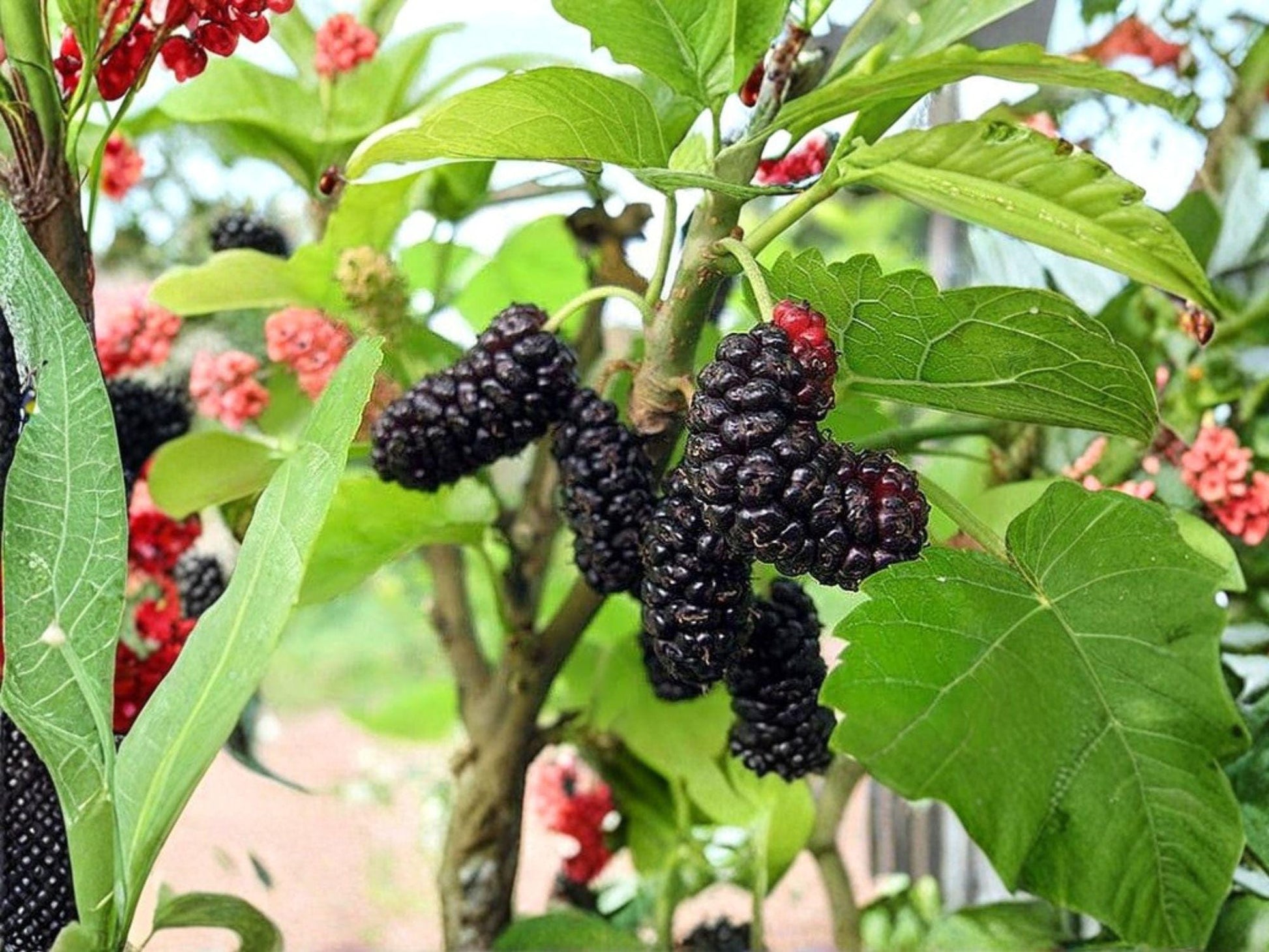 Illinois Everbearing Mulberry Tree Bare Root 6-8in | Morus alba Hybrid Fruit Tree for Garden & Landscape