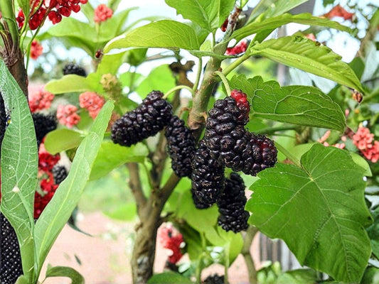 Illinois Everbearing Mulberry Tree Bare Root 6-8in | Morus alba Hybrid Fruit Tree for Garden & Landscape