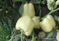 White Bell Pepper Seeds – Heirloom Organic Non-GMO, Cream White Sweet Bell Peppers for Garden Planting, Crisp and High-Yield Vegetable Seeds