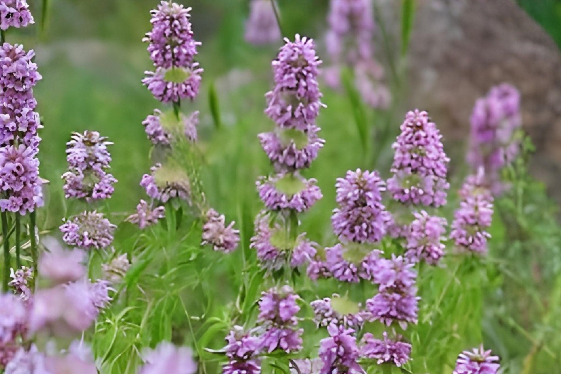 Lemon Mint Seeds (Monarda citriodora) – Fragrant Native Herb for Pollinator Gardens & Herbal Tea