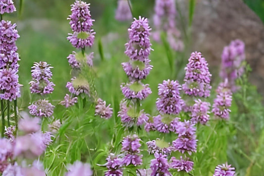 Lemon Mint Seeds (Monarda citriodora) – Fragrant Native Herb for Pollinator Gardens & Herbal Tea