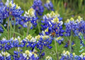 Texas Bluebonnet Seeds – 100+ Wildflower Seeds for Garden Planting, Bright Blue Blooms, Hummingbird & Butterfly Pollinator, Fragrant, New Harvest