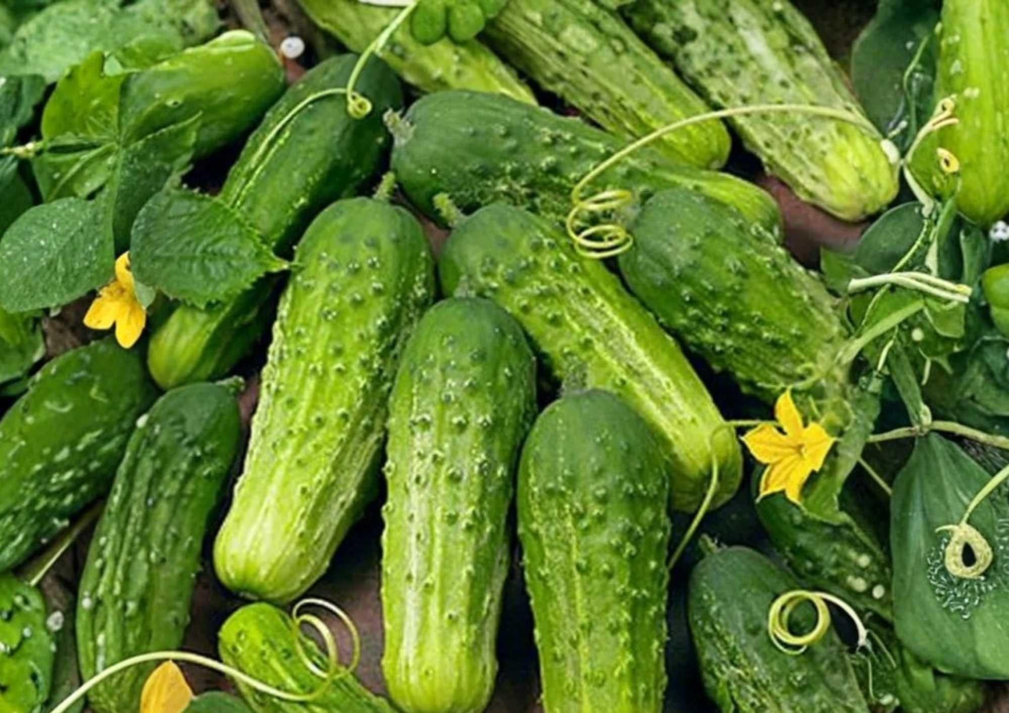 100+ Wisconsin SMR 58 Cucumber Seeds – Heirloom Non-GMO Pickling Vegetable Seeds for Garden, Crisp Green, High Yield, Garden Planting