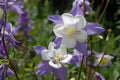 Rocky Mountain Columbine Seeds (100) | Blue Aquilegia caerulea Wildflower for Gardens, Borders & Natural Landscapes