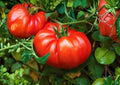 Beefsteak Tomato Seeds 120+ Heirloom Large Meaty Red Slicing Vegetable Seeds for Garden, Sweet Juicy, High Yield