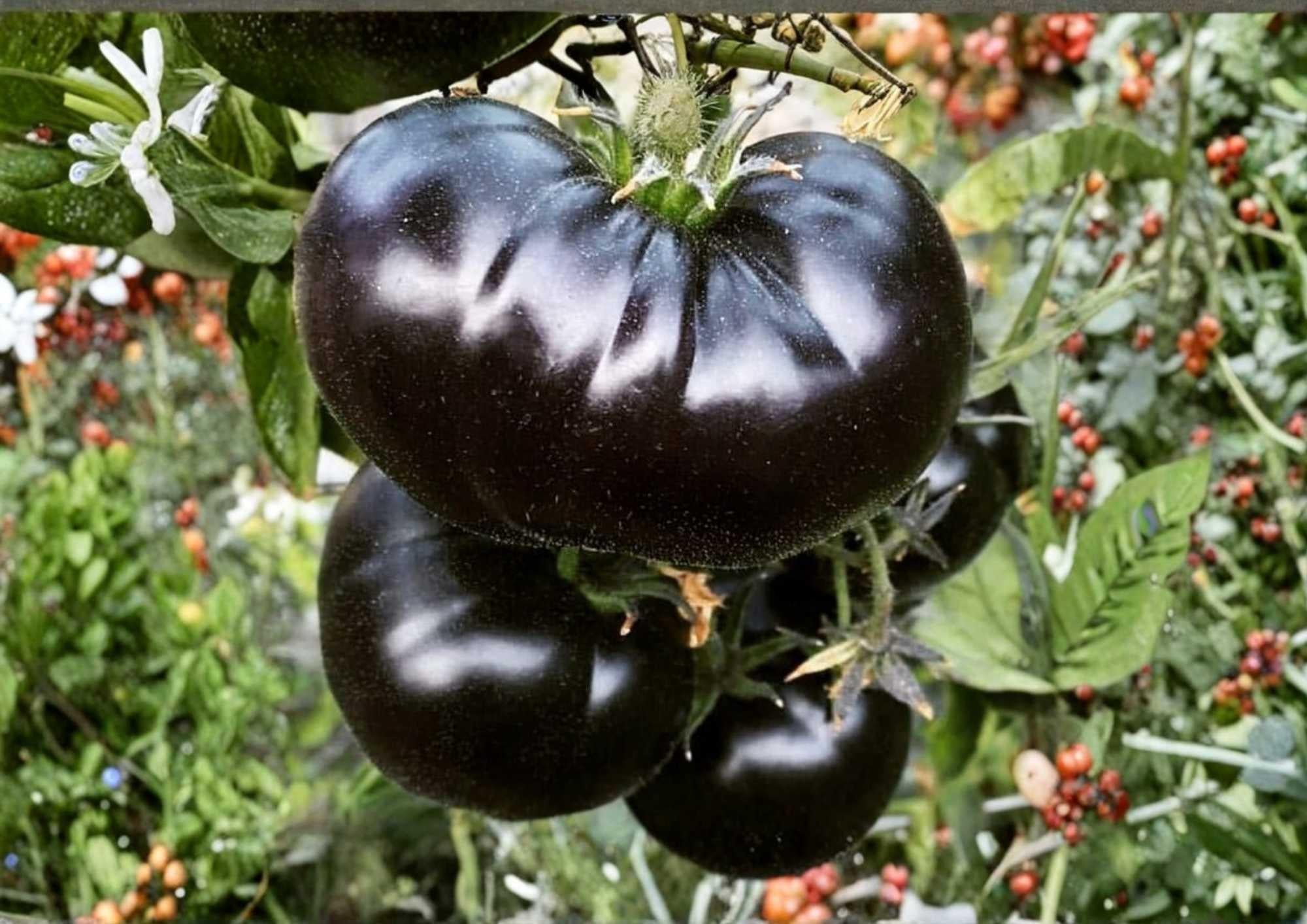 Ananas Noire Tomato Seeds | Black Pineapple Heirloom Vegetable Seeds for Garden Planting | Rare Multicolor Sweet Beefsteak Tomato