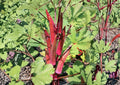50+ Red Burgundy Okra Seeds – Heirloom Non-GMO Vegetable Seeds for Garden Planting, Deep Red Pods, Tender, High Yield Garden Variety