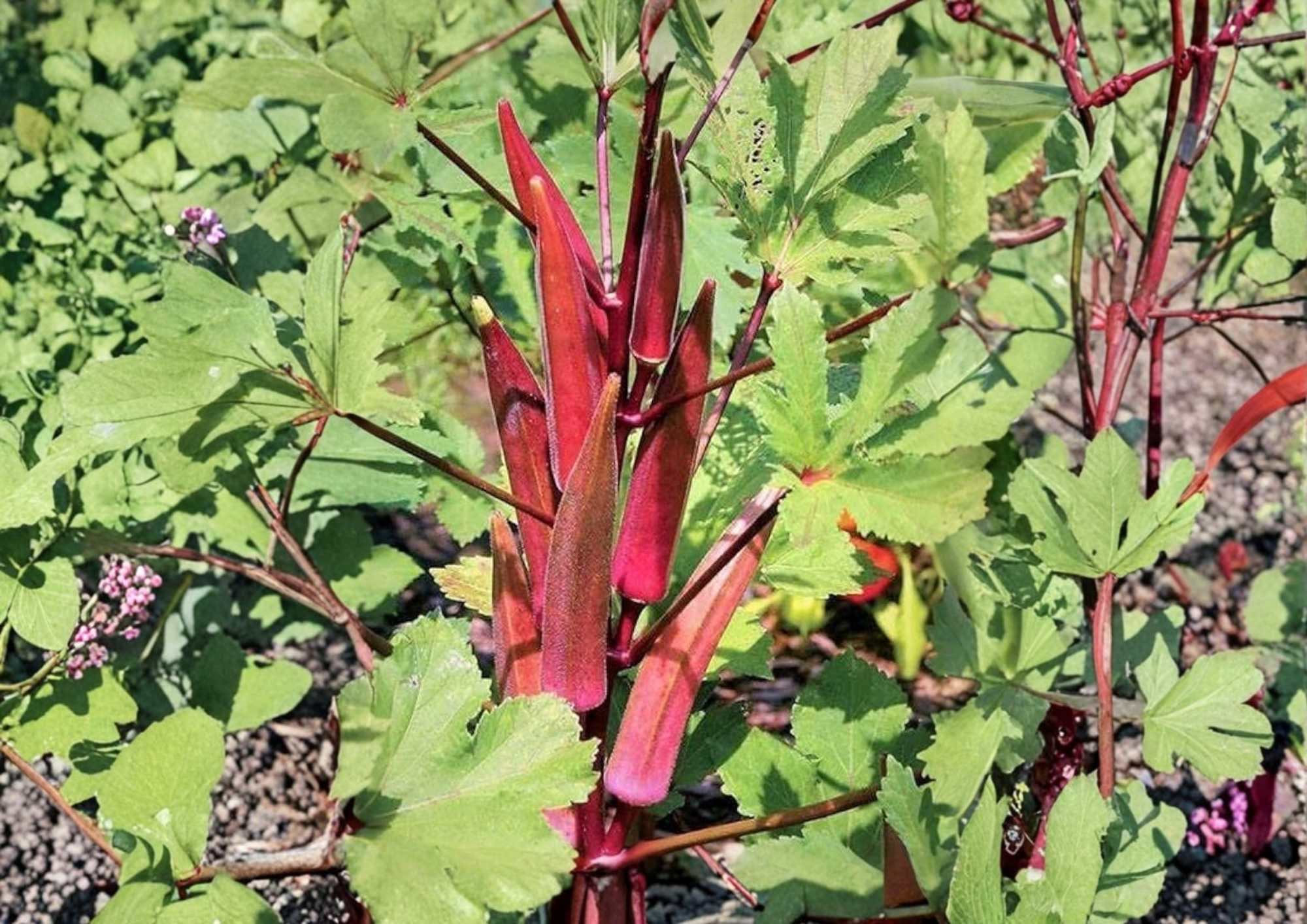 50+ Red Burgundy Okra Seeds – Heirloom Non-GMO Vegetable Seeds for Garden Planting, Deep Red Pods, Tender, High Yield Garden Variety