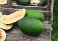 Tendersweet Orange Watermelon Seeds – Heirloom Non-GMO Fruit Seeds for Garden Planting, Juicy Orange Flesh Melon