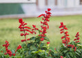 Scarlet Sage Seeds 500+ Salvia coccinea Wildflower Seeds for Garden Planting Bright Red Blooms Pollinator Hummingbird Butterfly