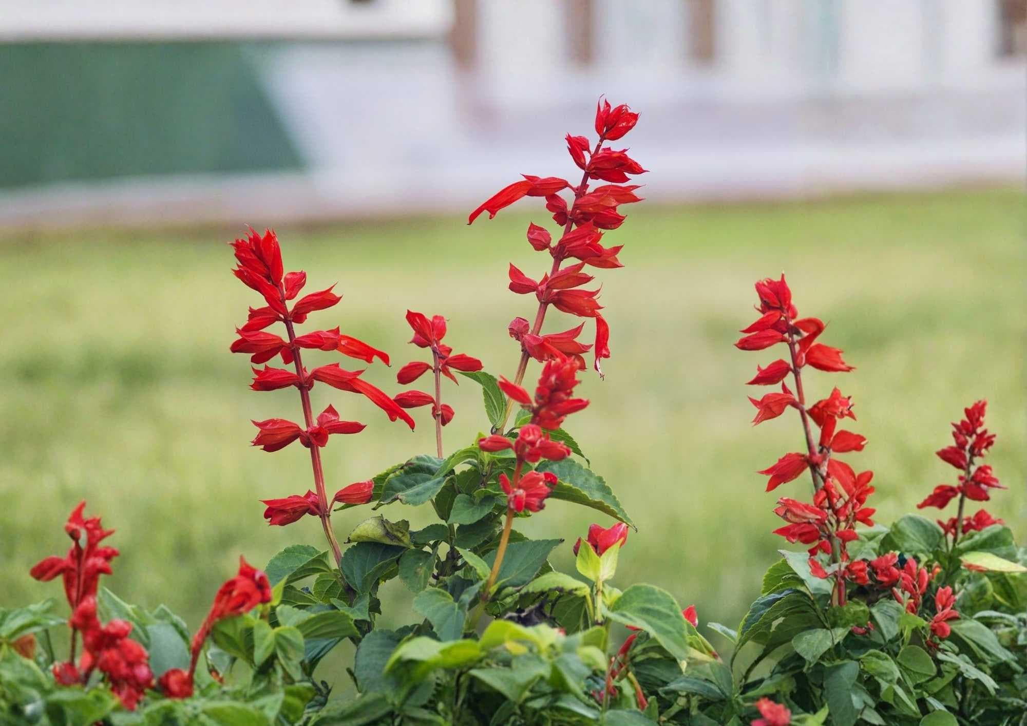 Scarlet Sage Seeds 500+ Salvia coccinea Wildflower Seeds for Garden Planting Bright Red Blooms Pollinator Hummingbird Butterfly