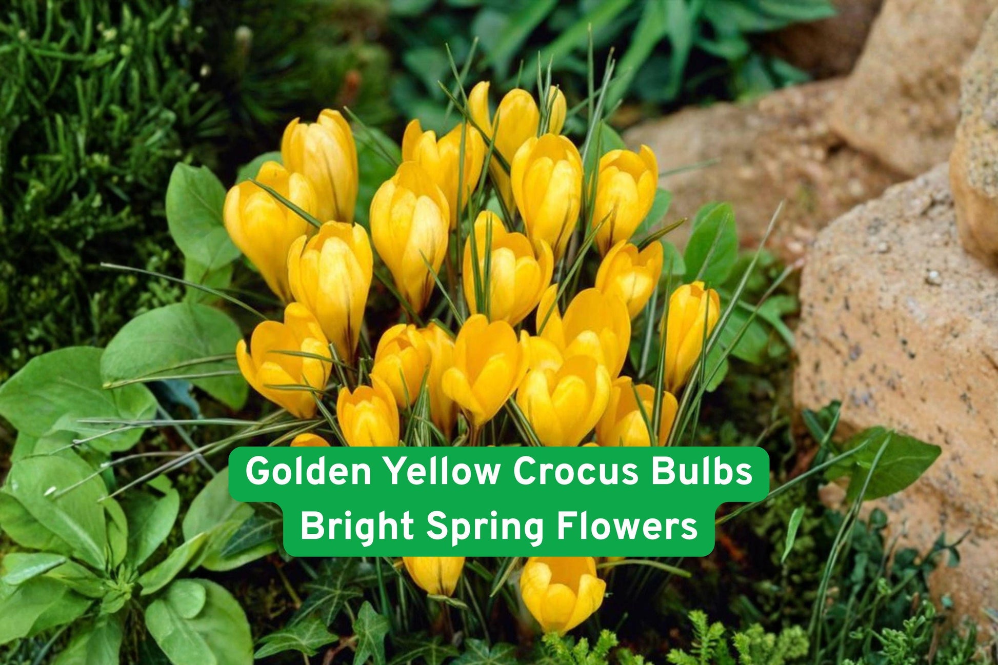 Golden Yellow Crocus Bulbs – Bright Spring Flowers, Early Blooming, Perennial, Crocus spp.