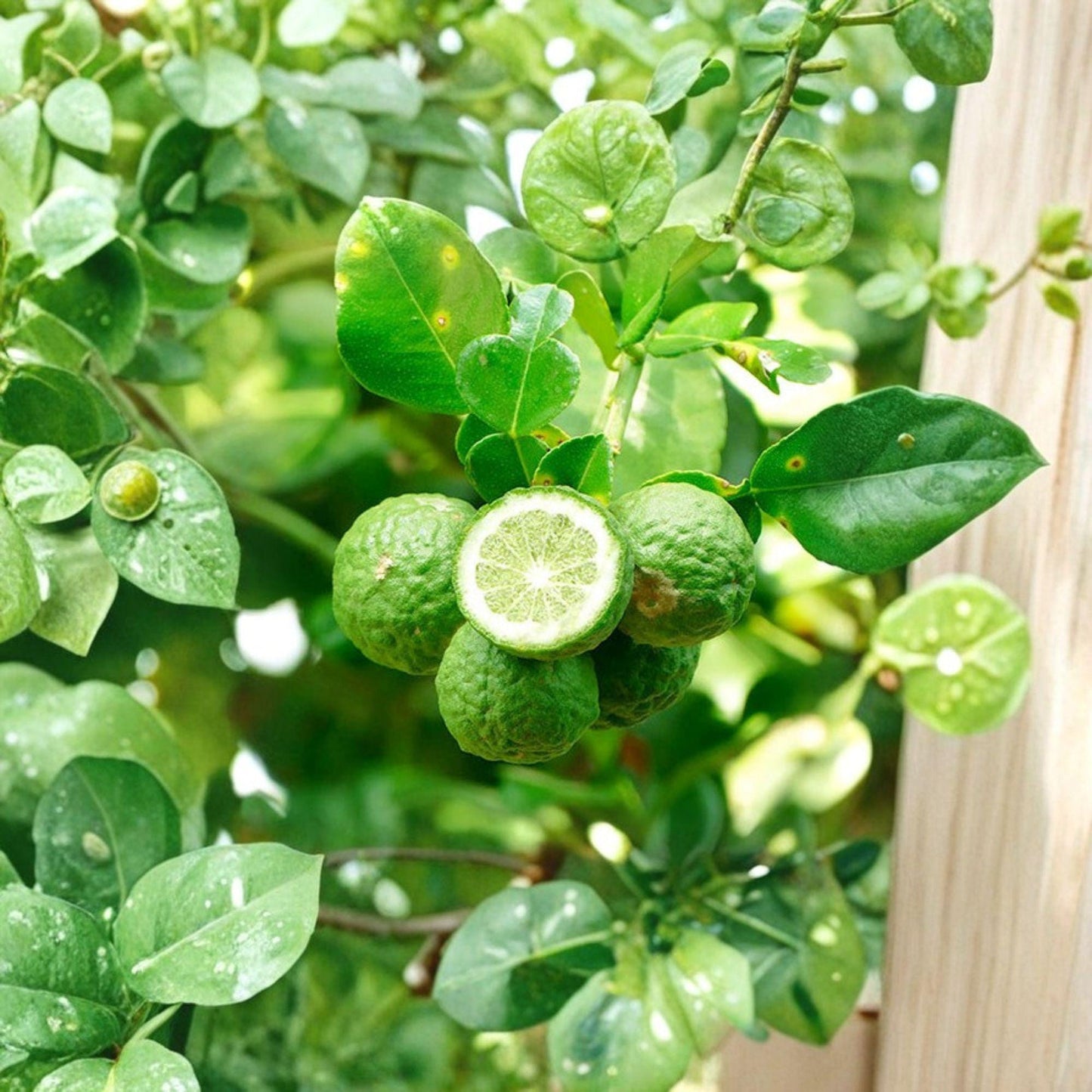Kaffir Lime Cuttings – Citrus hystrix – Unrooted Stem Propagation Material for Citrus Growers