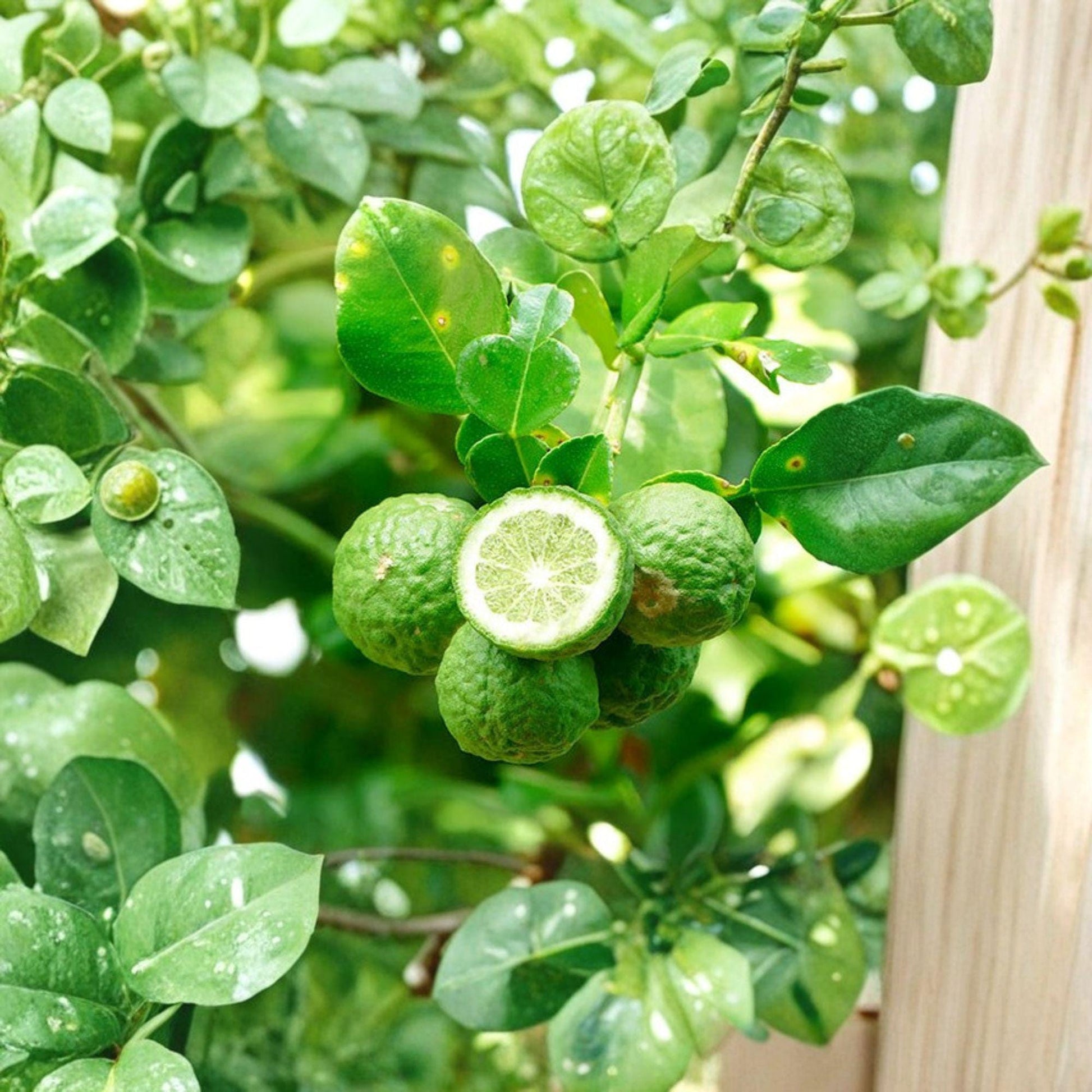 Kaffir Lime Cuttings – Citrus hystrix – Unrooted Stem Propagation Material for Citrus Growers