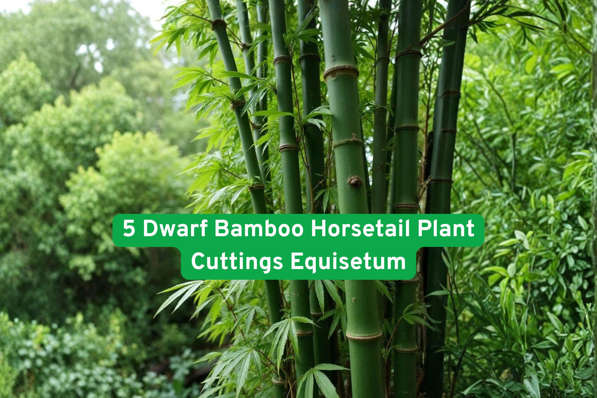 Dwarf Horsetail Plant Cuttings | Equisetum hyemale | Bamboo-like, Living Fossil, Moist Soil, Water Garden, Pond Plant