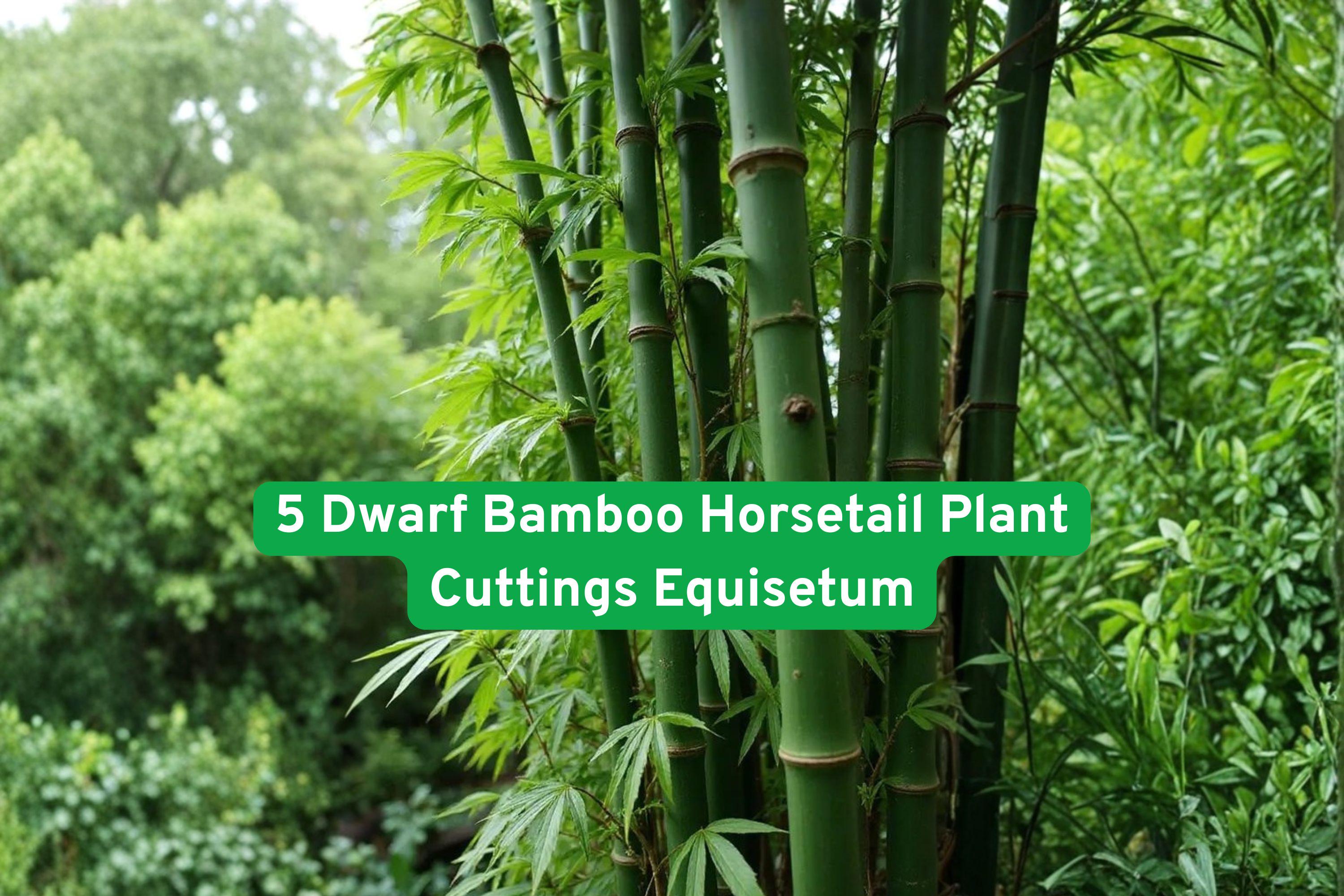 Dwarf Horsetail Plant Cuttings | Equisetum hyemale | Bamboo-like, Living Fossil, Moist Soil, Water Garden, Pond Plant