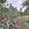 Lang Jujube Cuttings – Unrooted Chinese Red Date Ziziphus jujuba for Propagation and Grafting