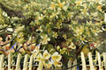 Antelope Bitterbrush Seeds – Purshia tridentata – Drought Tolerant Native Shrub for Xeriscape & Restoration