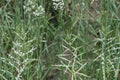 Sand Dropseed Grass Seeds – Sporobolus cryptandrus, Native Prairie, Drought Tolerant, Erosion Control, Well-Drained Sandy Soil