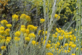 Rubber Rabbitbrush Seeds – Ericameria nauseosa – Drought Tolerant Native Shrub for Xeriscape & Restoration