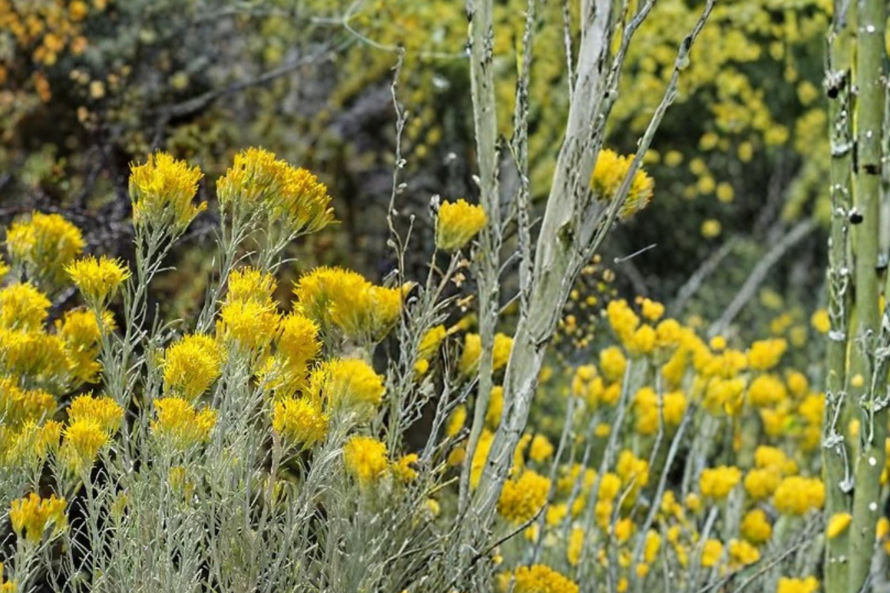 Rubber Rabbitbrush Seeds – Ericameria nauseosa – Drought Tolerant Native Shrub for Xeriscape & Restoration