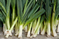 American Flag Leek Seeds – Heirloom Non-GMO Allium porrum for Vegetable Garden, Culinary Use