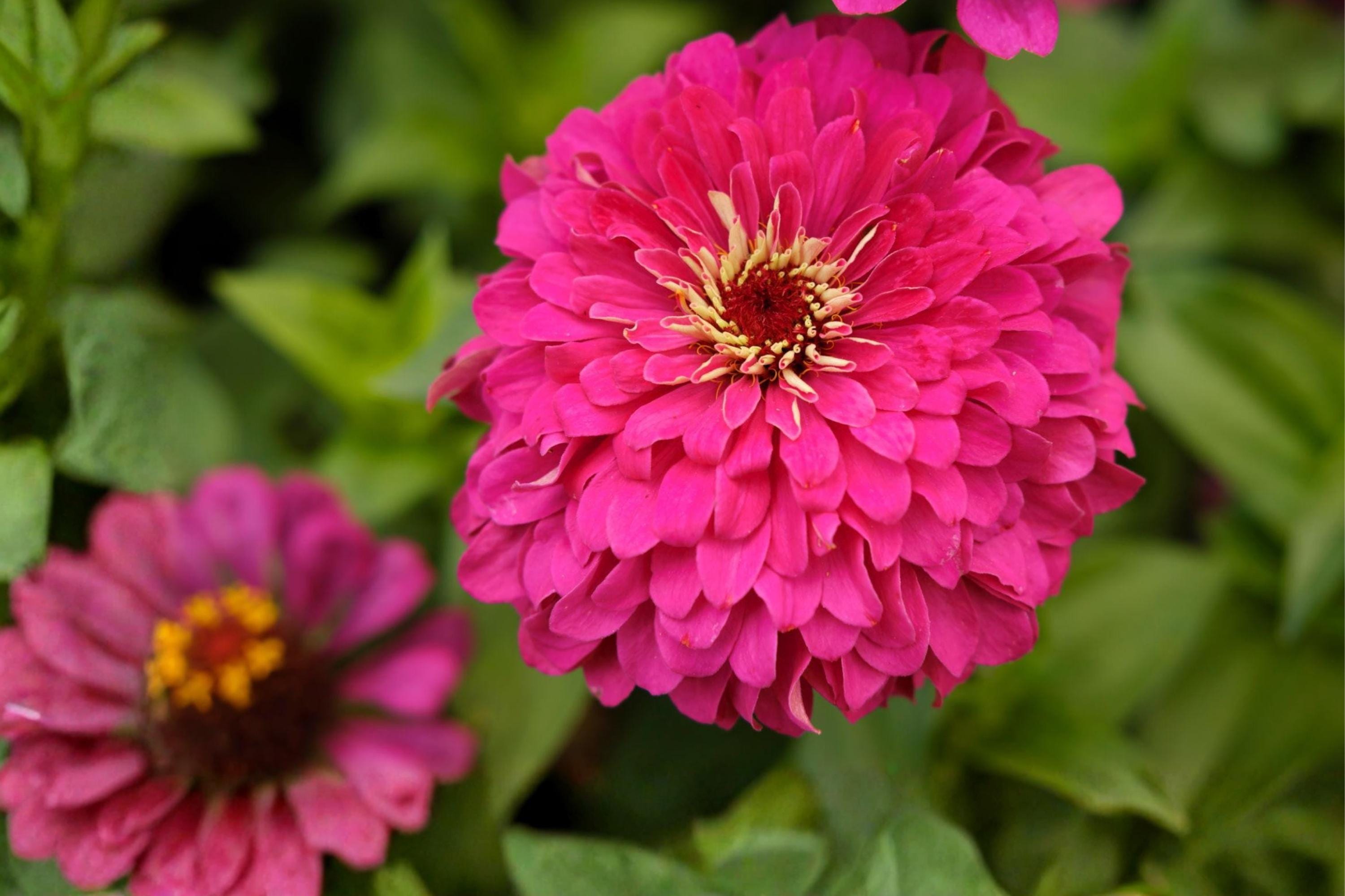 Pink Zinnia Flower Seeds (50) | Zinnia elegans for Borders, Cut Flowers & Pollinator Gardens