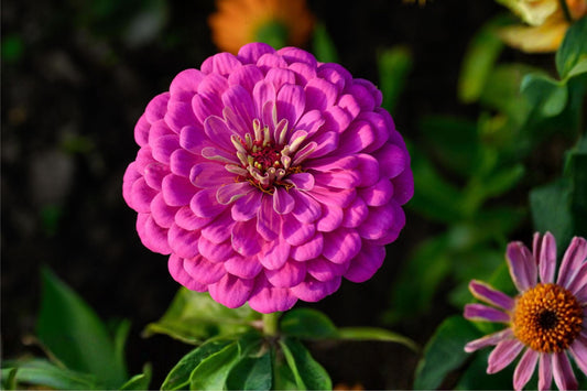 Lavender Purple Zinnia Seeds (Zinnia elegans) – 50 Flower Seeds for Borders, Cutting Garden, Pollinator Friendly