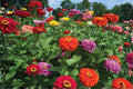 Dahlia Flowered Zinnia Seeds (50) | Large Double Bloom Mix, Vibrant Colors, Heat Tolerant, Zinnia elegans