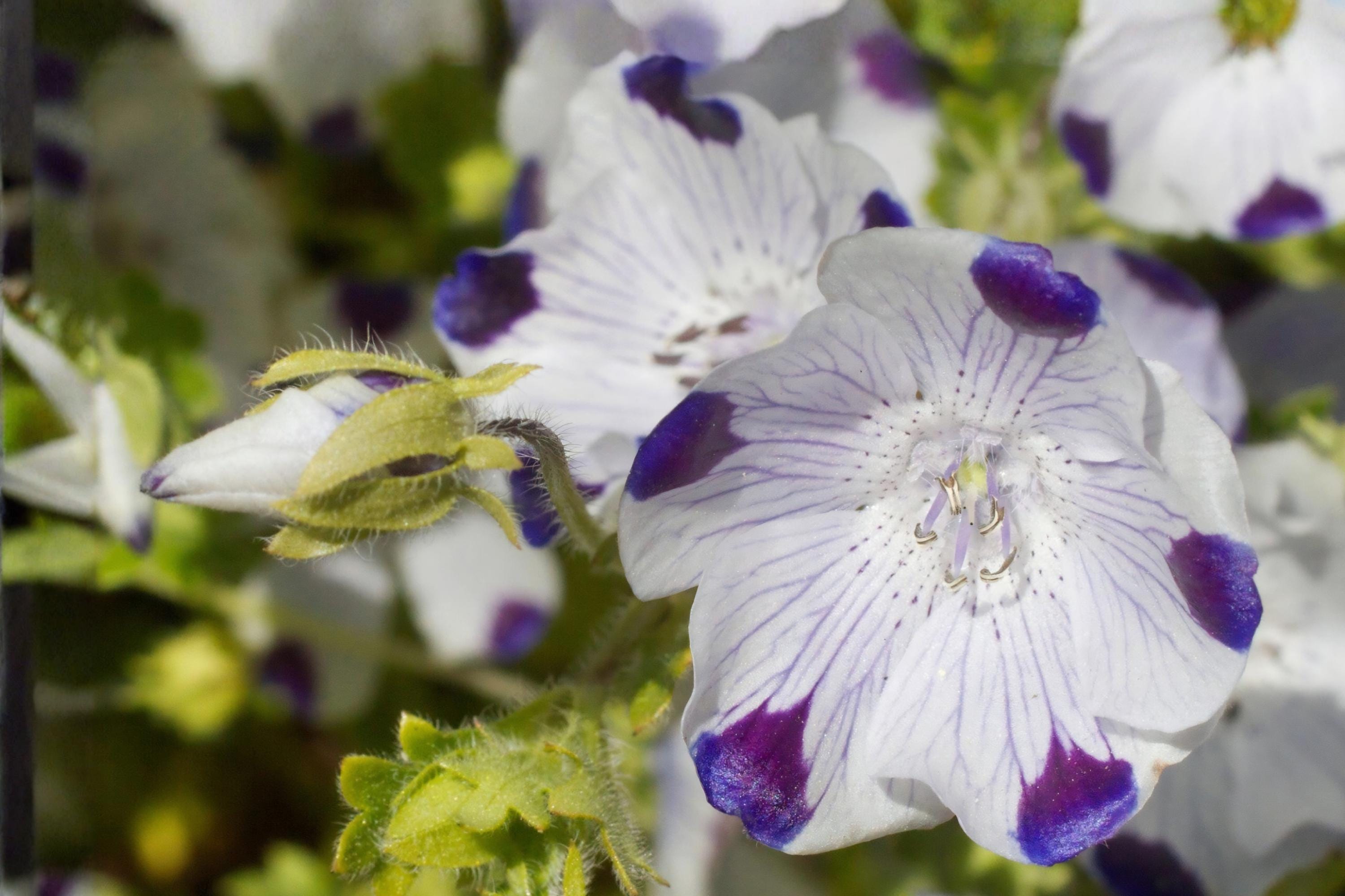 Five Spot Flower Seeds, Nemophila maculata, Wildflower, Border & Container Planting, 50 Seeds
