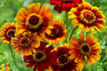 Sombrero Zinnia Seeds 50 Pack | Bright Colorful Zinnia elegans Flower Seeds for Garden, Borders & Containers