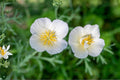 White California Poppy Seeds - White Linen Flower, Drought-Tolerant, Easy-Grow, Eschscholzia californica, Wildflower & Xeriscape