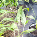 Thai Ginger Galangal Starter Plants – 6-8 Inch Rooted Live Plants for Garden or Container, Aromatic Rhizomes, Tropical Herb