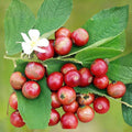 Jamaican Cherry Starter Plant Rooted Cutting Muntingia calabura Strawberry Tree Tropical Fruit Tree