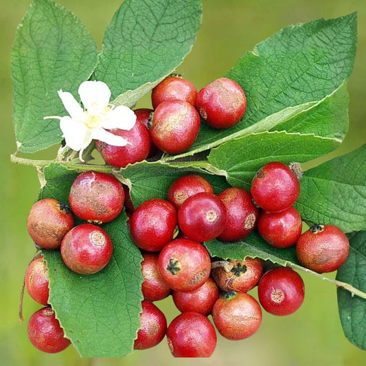 Jamaican Cherry Starter Plant Rooted Cutting Muntingia calabura Strawberry Tree Tropical Fruit Tree