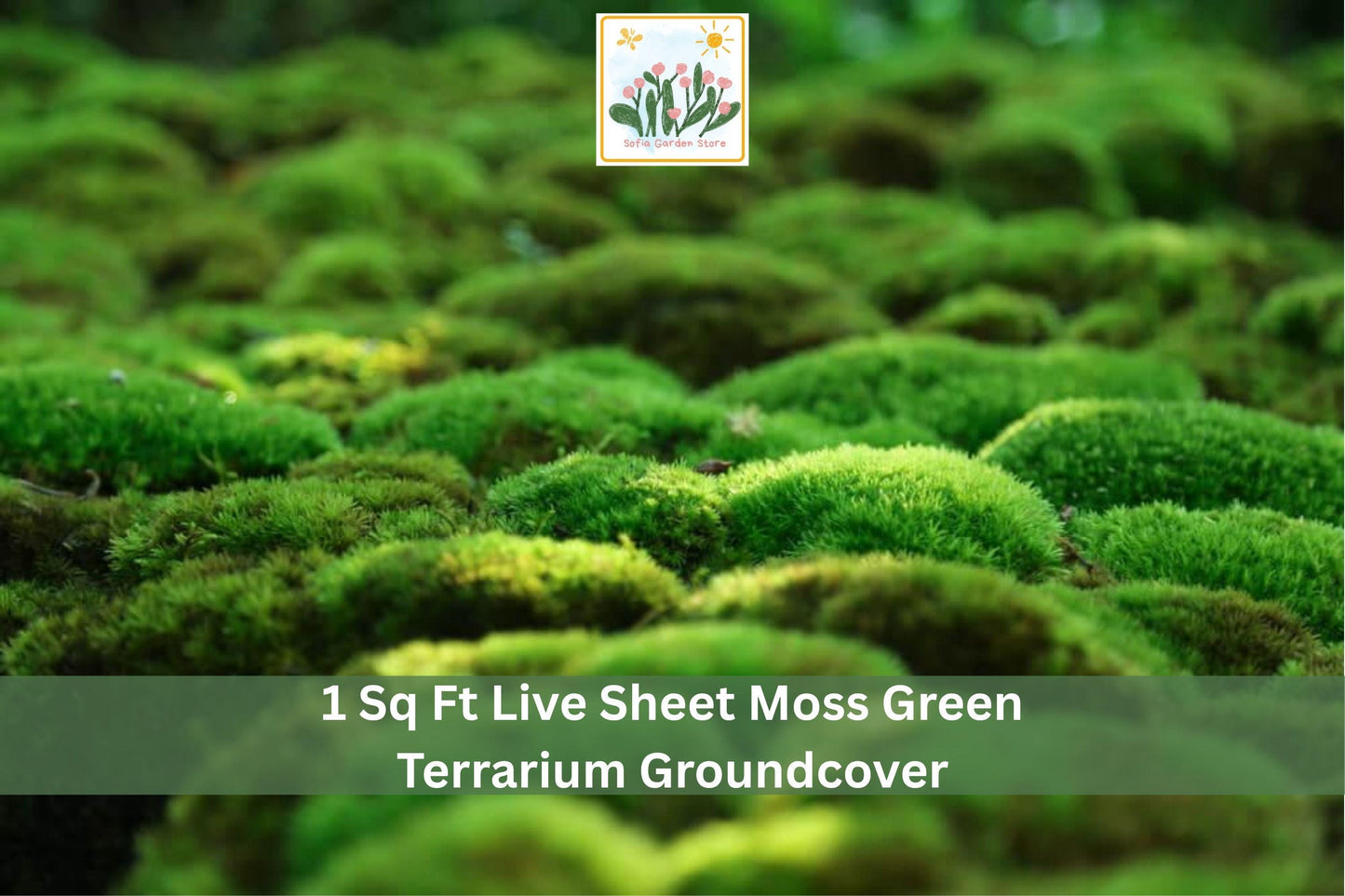 Live Sheet Moss Groundcover 1 sq ft, Green, Mat-Forming, Indoor & Outdoor, Terrarium & Garden, Natural Moisture-Loving Plant
